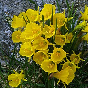 Hoop-petticoat Narcissus - Narcissus bulbocodium © John Muddeman